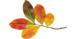 Сезонные предложения